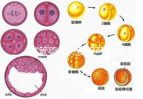 “試管嬰兒”費用可報銷！11月1日起，患者可在柳人醫(yī)享受新政迎“好孕”