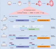 猩紅熱的癥狀(猩紅熱的癥狀及表現)