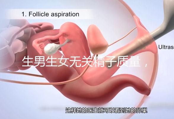 生男生女無關精子質(zhì)量,分享成功懷男孩的4個細節(jié)經(jīng)驗