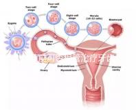 移植前可否根管治療牙齒看情況，這些影響別還不知道