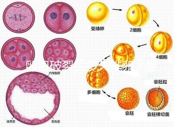 卵泡破裂后多久排卵？要想受孕更容易，這個時間別錯過！