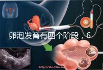 卵泡發育有四個階段，6種常見食物可促進卵泡發育