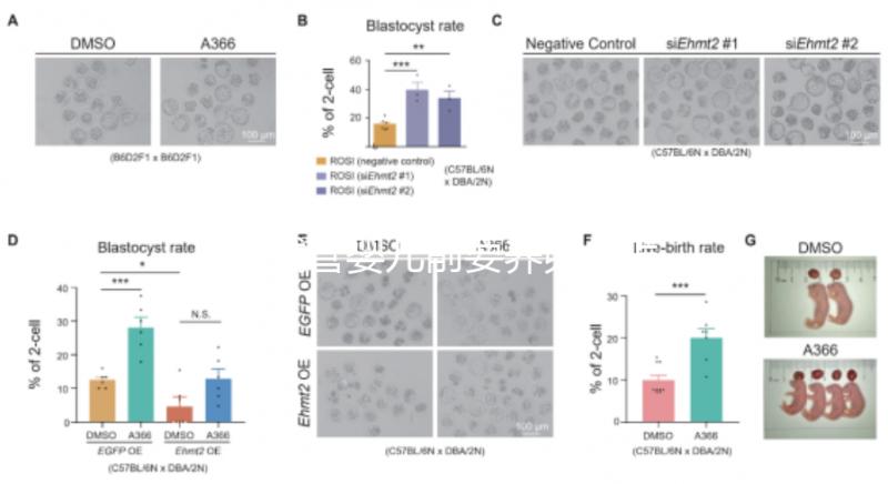 做試管嬰兒前要養(yǎng)卵,怎么做?趕緊來看看這些方法!