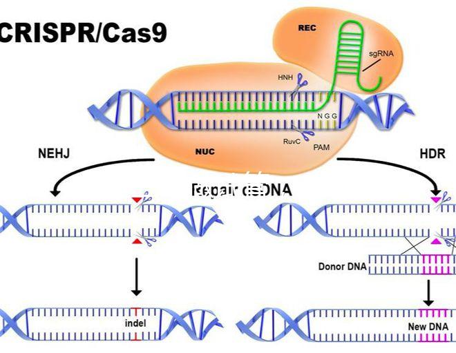 北醫三院做試管，自然周期鮮胚移植成功率是多少？