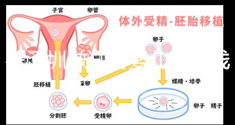 在深圳做試管嬰兒多少錢一次？各大醫院成功率及費用看這里