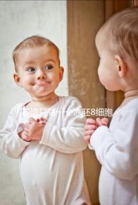 不造只有一個凍胚8細胞二級成功率高不高進,能否著床來瞅