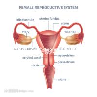 不造什么會影響移植窗口期的結果戳，時間不對著床懸乎