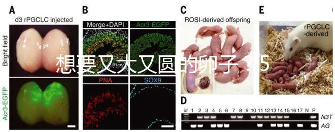 想要又大又圓的卵子?5個(gè)調(diào)理妙招備孕必備!