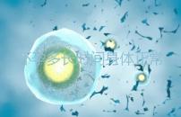 懷孕多長時間身體正常