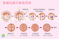 泰國梅科醫院MEKO三代試管嬰兒，不靠中介翻譯安心好孕