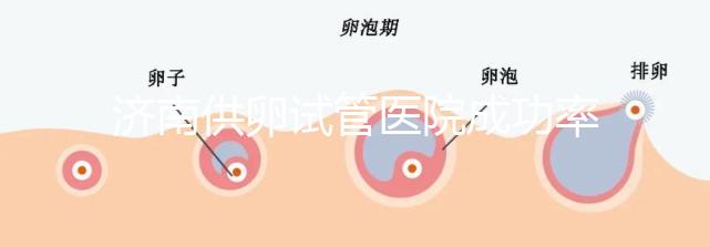 濟南供卵試管醫院成功率排名公布，私立機構也不能包生男孩