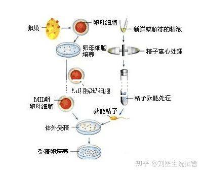 宮腔環(huán)境不好怎么調(diào)理?針對不同病因各有改善方法