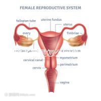幼稚子宮是怎么回事,2點(diǎn)后果嚴(yán)重到無(wú)法接受