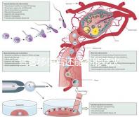 試管移植后還能不能吃火鍋嗎?能吃or不能吃看大家怎么說(shuō)