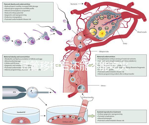 試管移植后還能不能吃火鍋嗎？能吃or不能吃看大家怎么說
