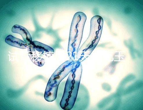 試管移植后21天能吃玉米嗎？孕婦多吃能減少便秘？