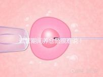 試管期間養倉鼠很難說!先了解對胎兒的影響再決定!