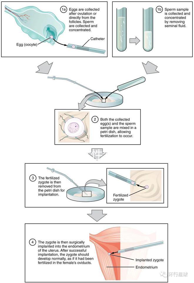 貴陽單身女性禁止凍卵?持“三證”已婚女性就能凍卵