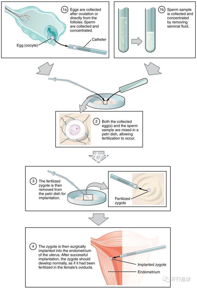貴陽未婚子女戶口如何向婦女介紹，附2024年結算流程