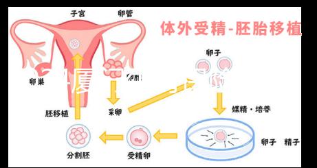 2024廈門生育保險津貼報銷全流程通辦,思明等區(qū)可網(wǎng)上申請